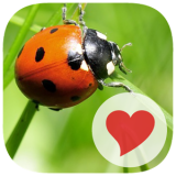 600 Bilder Lösung aller Level und Ebenen